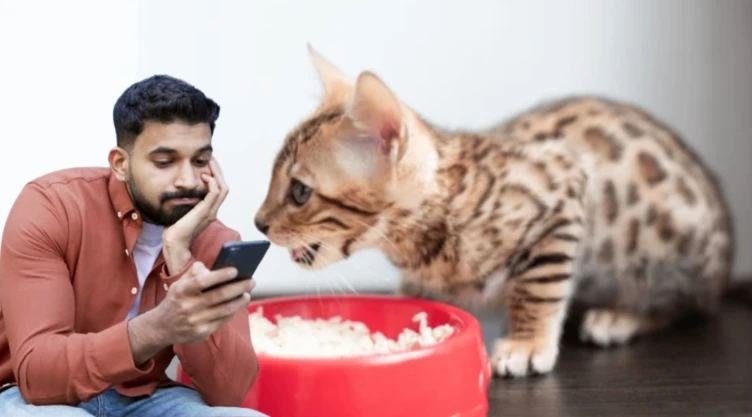 ¿Los gatos pueden comer arroz?