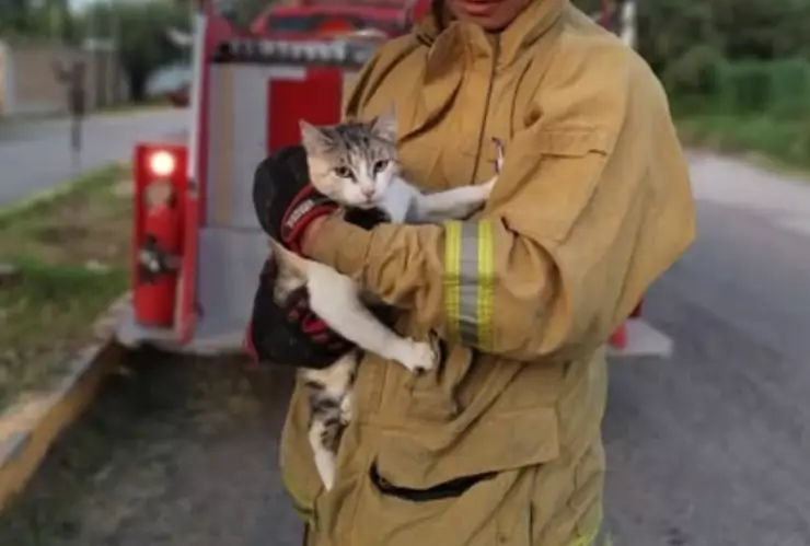 Gatito Dolores Hidalgo.png