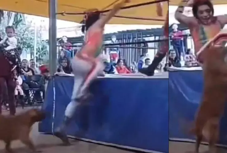 perrito luchador se viraliza en redes.jpg