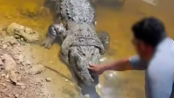 Comisario de Sisal acaricia a un cocodrilo en Yucatán como si fuera una mascota; momento genera polémica