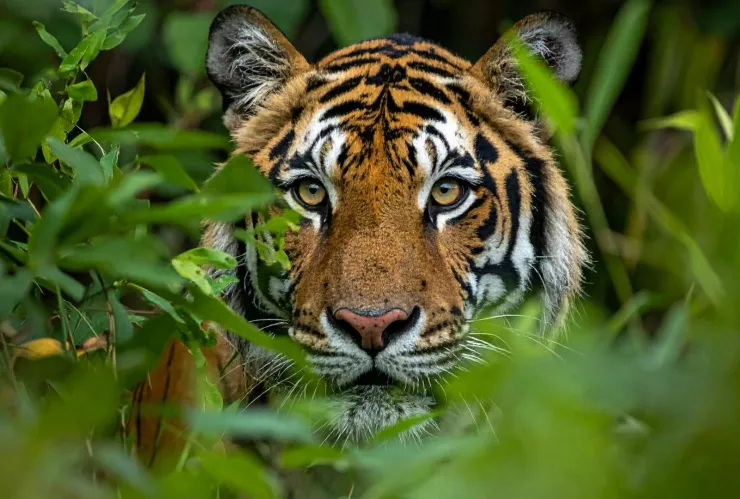 mujer envenena esposo para cobrar indemnización.jpg