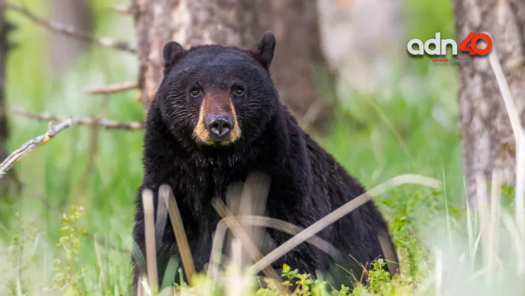 Oso es captando en Nuevo León bailando