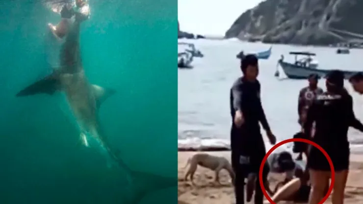 Tiburón ataca a una mujer y la mata en una playa de Jalisco