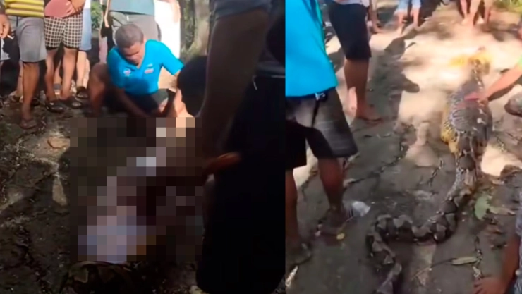 Video: Pitón gigante como enorme serpiente se come a una persona