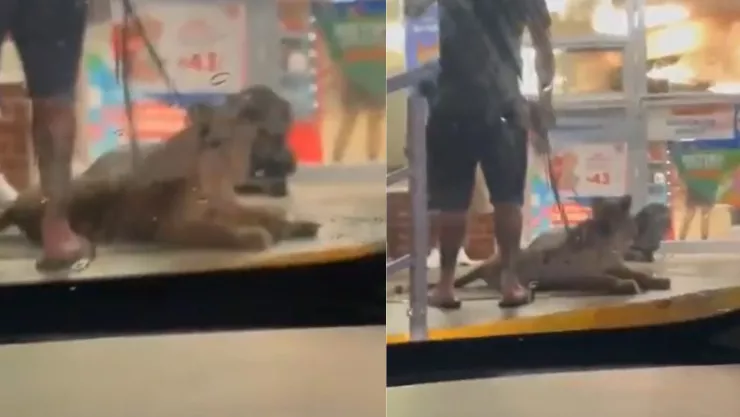León aparece afuera de un Oxxo en Puerto Vallarta, Jalisco