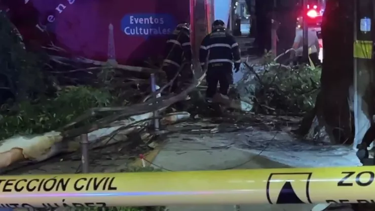 Enorme rama colapsa en calles de la Benito Juárez y rompe el cableado