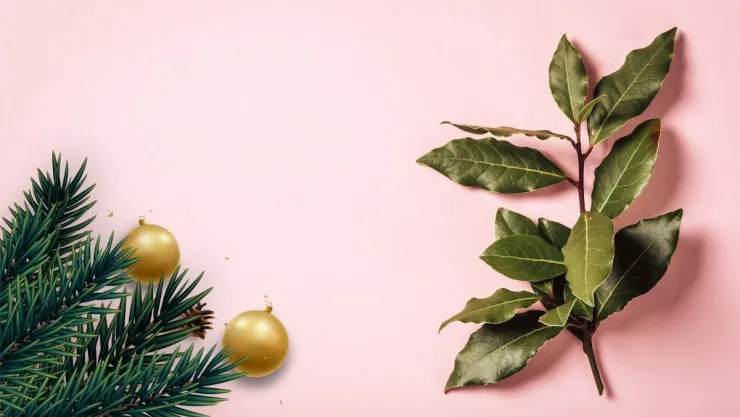 Esta es la planta que debes tener en casa esta Navidad 2024 para la armonía