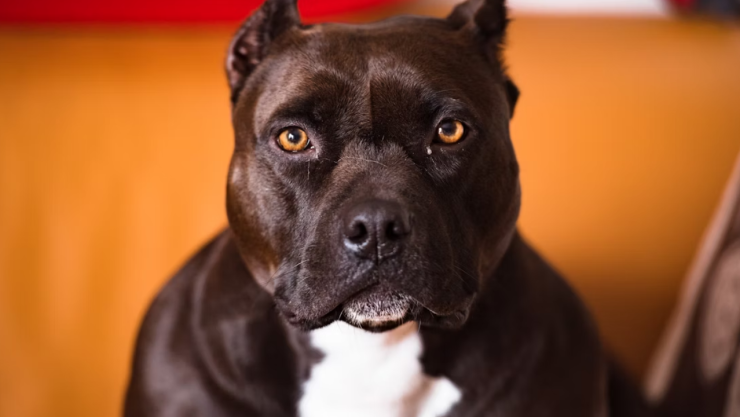 ¡Sin corazón! Madre encadena a su hijo y deja que un pitbull lo ataque