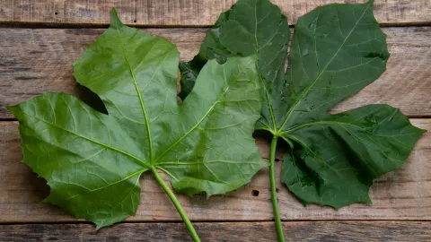 La chaya es una planta con más nutrientes que la espinaca