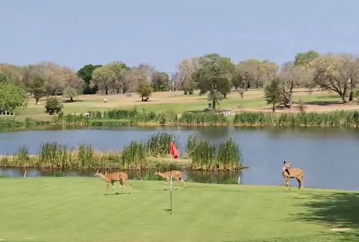 Animales salvajes andan libres en un campo de golf en Sudáfrica