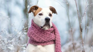 Cuándo inicia el invierno 2025 en México y qué temperaturas traerá.