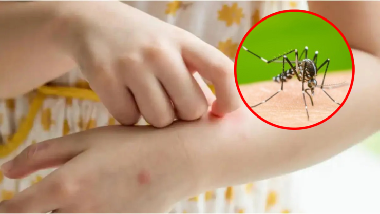 Mosquito del dengue ¿Cómo prevenirlo?