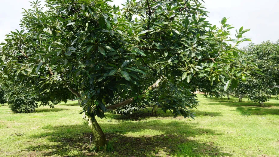 Aguacate 18 febrero.jpg