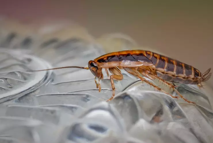 Cucaracha gigante caminado sobre un bowl de cristal