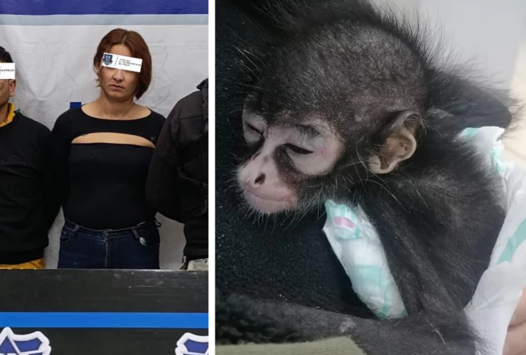 vehículo sin placas.jpg