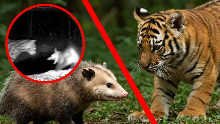 Así fue el encuentro entre un tlacuache y un tigrillo en Quintana Roo; VIDEO.jpg