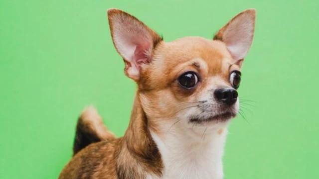  Chihuahuas 