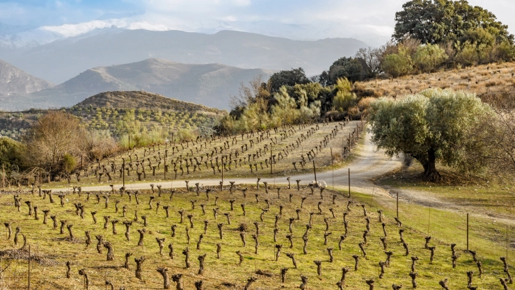 Postal del campo de vinos en Sierra Nevada, California.