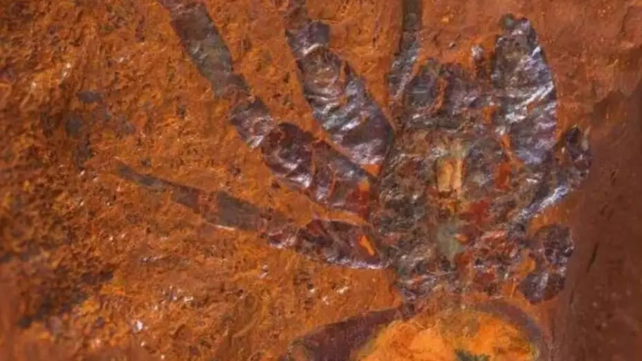 Fósil de araña gigante