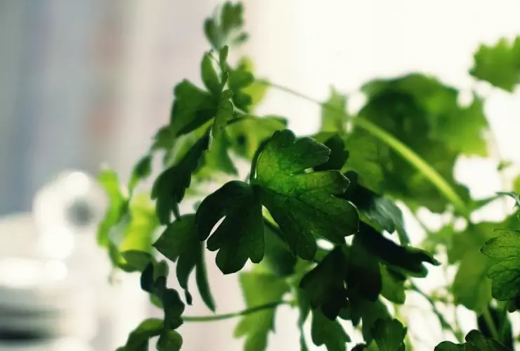 Sembrar cilantro en casa