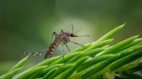 Detectan “Súper mosquito” en México: Estas son las enfermedades que puede transmitir y así puedes detectarlo