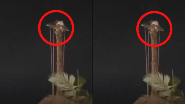 cuetzalan voladores de papantla mujer.png