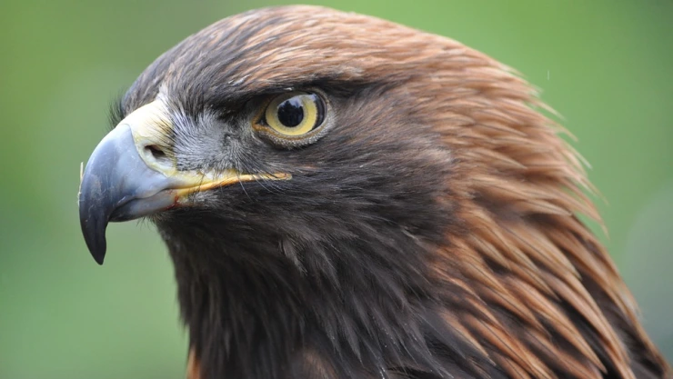 Emblemática águila real mexicana continúa en peligro de extinción