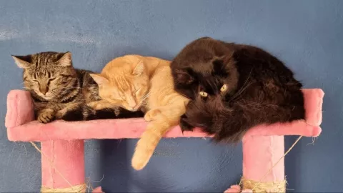 Gatitos de nuestro colaborador Matías Mena