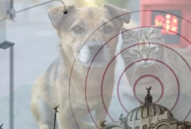 Simulacro Nacional 2025 Cómo preparar a las mascotas para una emergencia