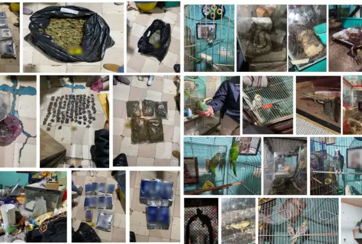 Aseguran droga y animales exóticos en inmueble de la GAM durante cateo