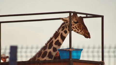 Llega jirafa “Benito” al Africam Safari tras más de 30 horas de viaje.