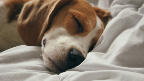 Perro duermiendo en la cama de su dueño