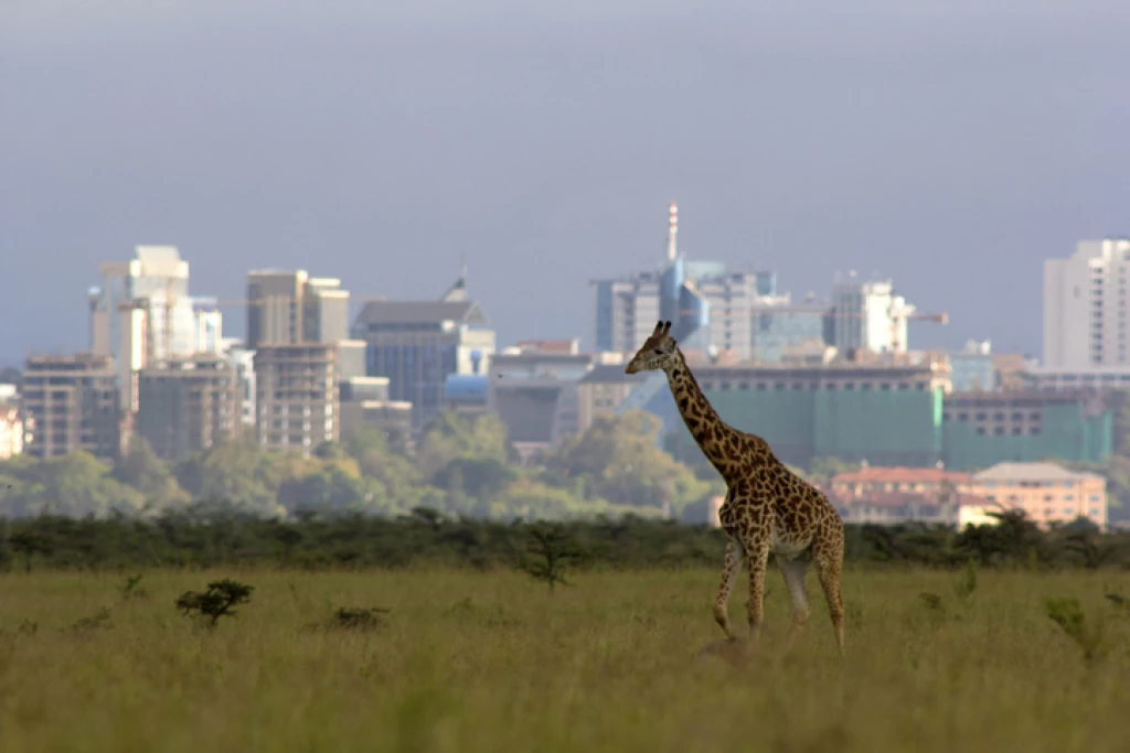 jirafa con nairobi de fondo