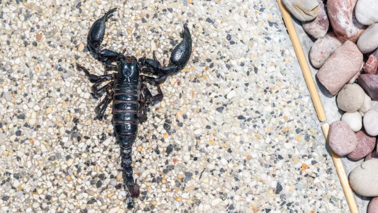 Alacrán pica a mujer en Metro CDMX