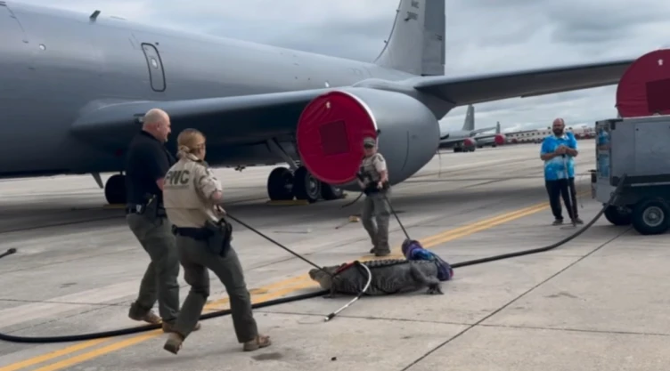 caiman-invade-pista-base-fuerza-aerea-florida-video
