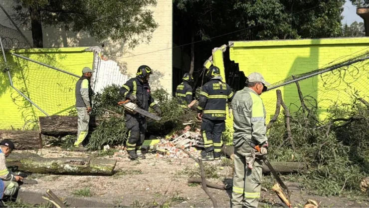 Cae enorme árbol sobre una primera en Coyoacán; así luce la zona