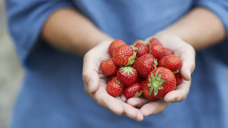La Administración de Alimentos y Medicamentos (FDA, por sus siglas en inglés) investiga un posible brote de hepatitis A en fresas mexicanas.