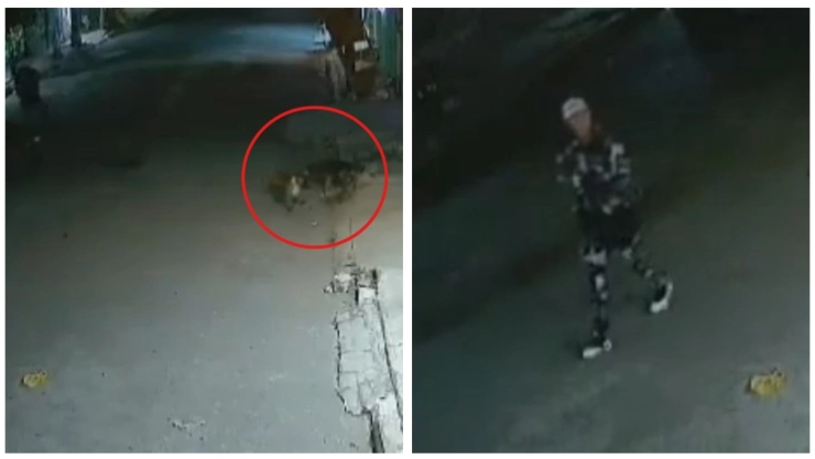 Brutal asesinato de un perro callejero en Valle de Chalco, Estado de México