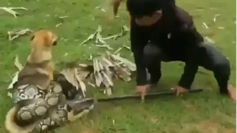 niños rescatan a perro atrapado por una serpiente