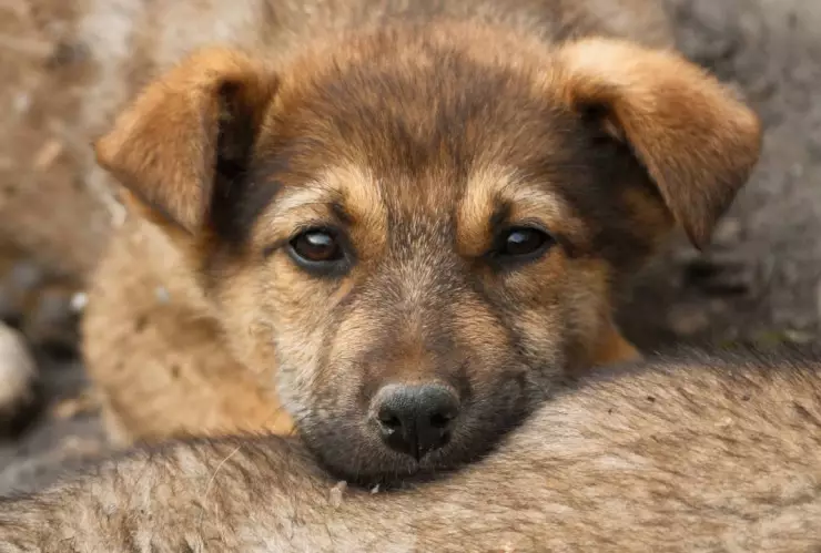 Matan a limpiaparabrisas