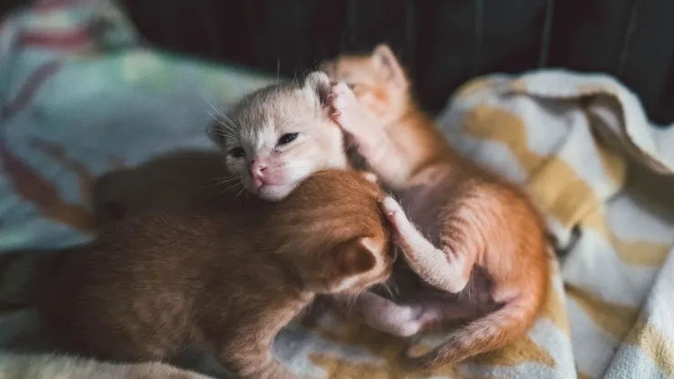 gatita-calle-lleva-gatitos-enfermos-clinica-turquia-video.jpg