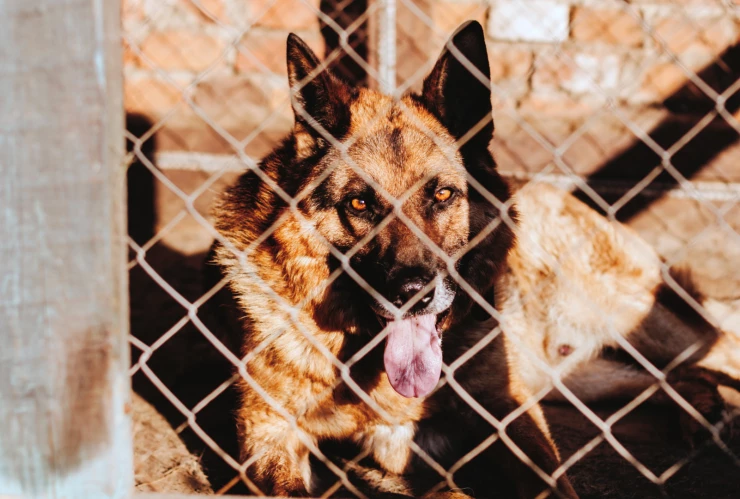 maltrato animal chihuahua.jpg