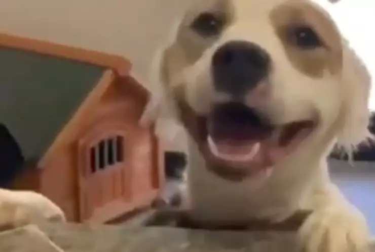 perro adoptado reaccion.jpg