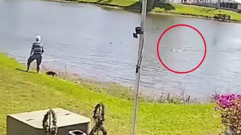 Anciana es atacada por caimán en Florida cuando paseaba a su perro; video.jpg