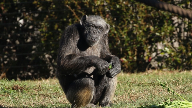 judy-chimpance-europa