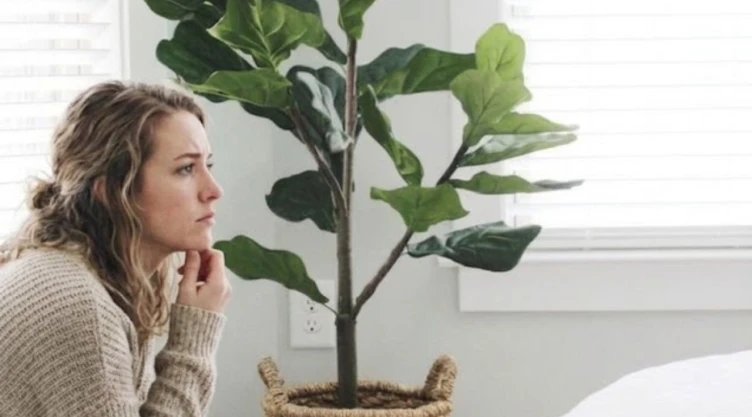 En qué lugar de la casa debes colocar la planta hoja de violín para que le crezcan hojas verdes y sanas