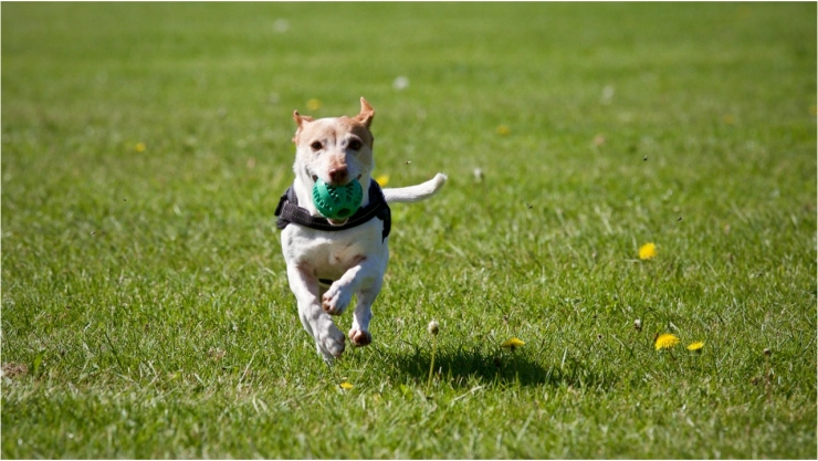 Parque para Perros Aguascalientes_ ¿Dónde se encuentra el parque de lomillos en Aguascalientes