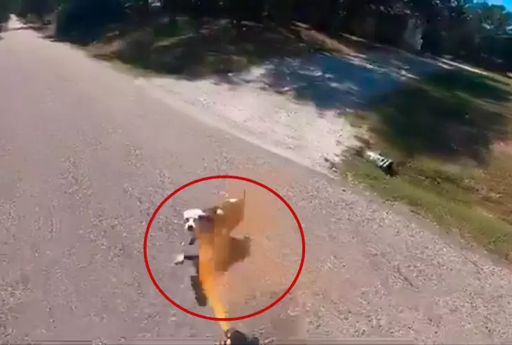 Ciclista gas pimienta perro