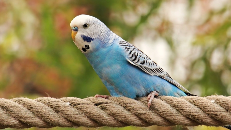 Periquito salva familia en terremoto de turquía