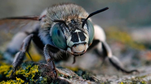 Enjambre de abejas africanas ATACA a pescador en Playa Marmotas y policía va en su auxilio